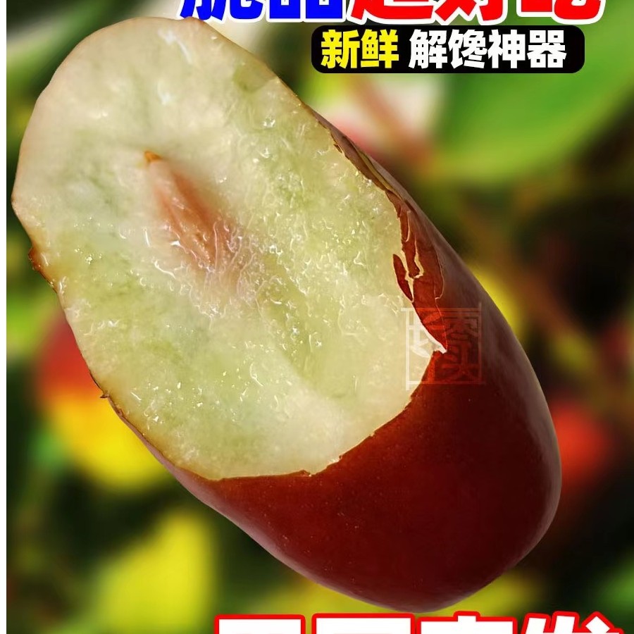 【宁夏灵武】长枣100斤 脆甜可口 沙地长枣 甜枣  枣子 红枣 皮薄 