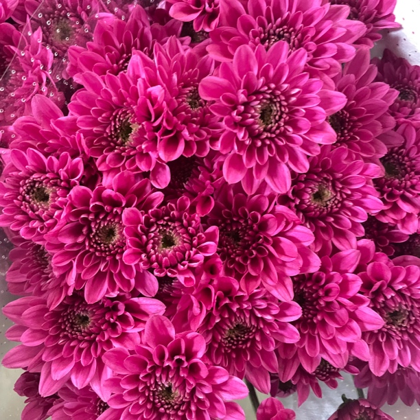 安奎 小雏菊10支/1把