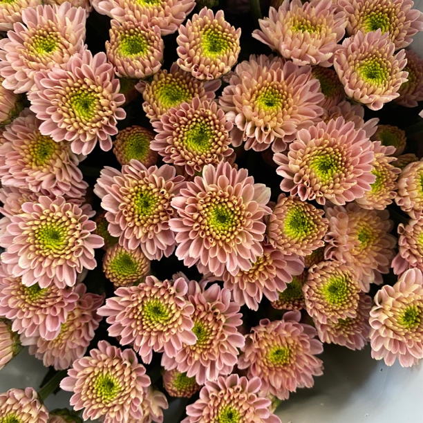 粉芭蕾 小雏菊9支+1支损耗