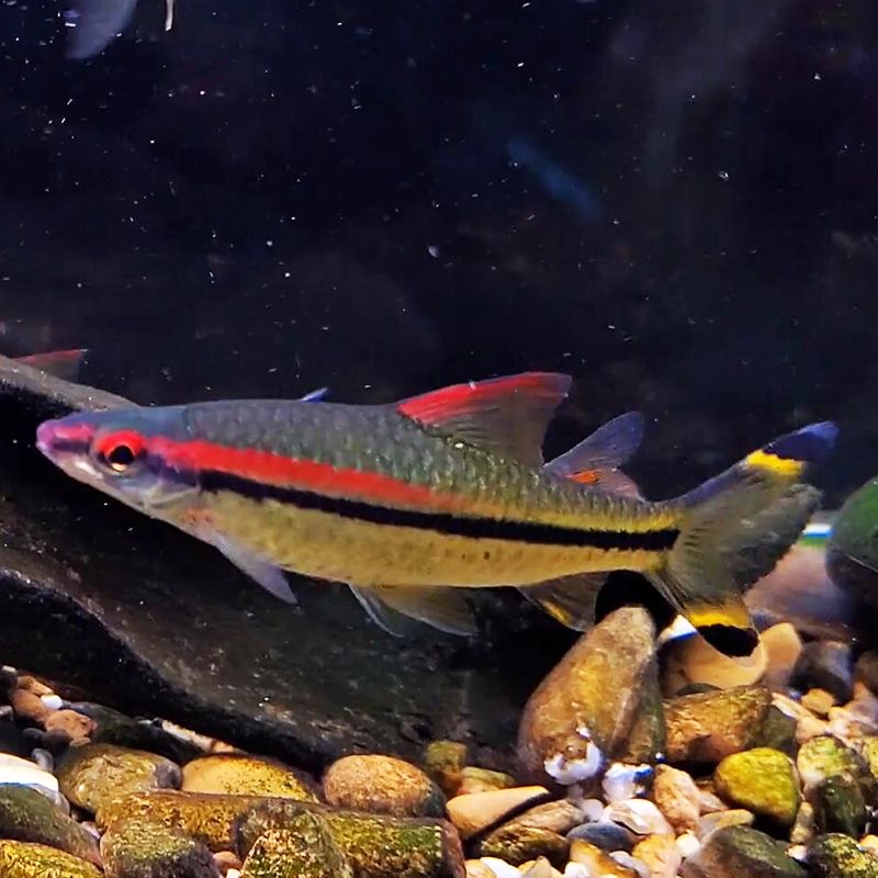 一眉道人鱼红眉灯科鱼鱼观赏鱼小型淡水草缸群游观赏鱼活体黄化