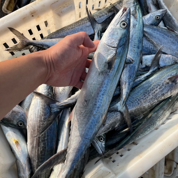 【大号2-3斤/条】鲅鱼燕尾鲅马鲛鱼2-3斤/条 发2条4.5斤以上 顺丰