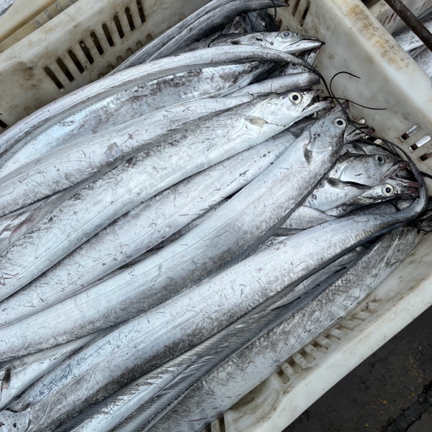 【油带4-5两/条 速冻】黄海正宗冷水小眼带鱼油带鱼 山东日照顺丰