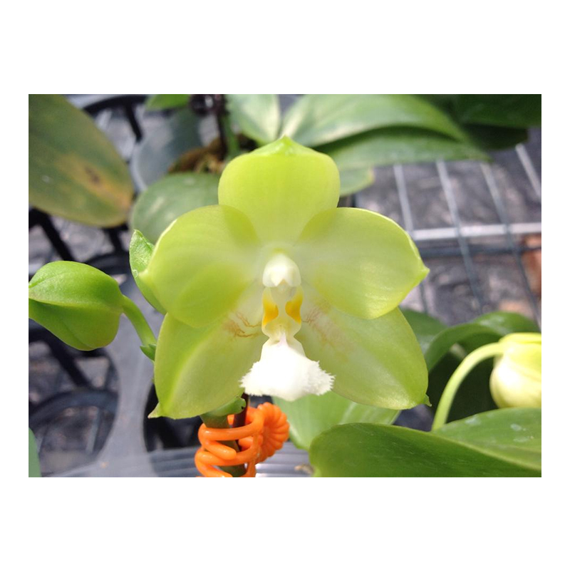 2.8寸 梦想美玉 Phal. h'os Dreamy Jade-苗 原生趣味兰