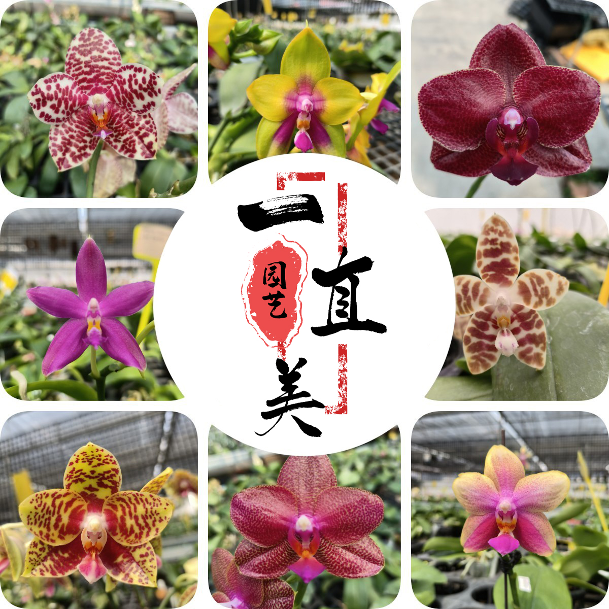 【银叶&一物一拍】原生蝴蝶兰盆栽带花带花苞阳台栽培秋天趣味