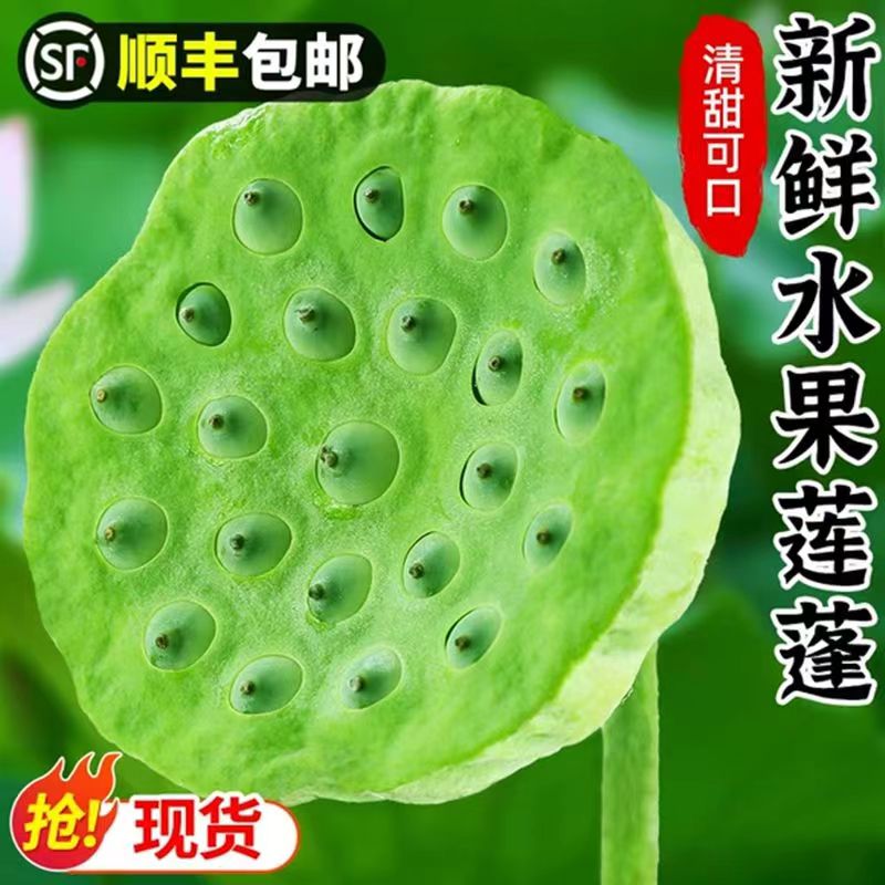 顺丰现摘莲蓬新鲜莲子莲蓬生吃嫩莲蓬鲜嫩当季蔬果带壳莲子清甜