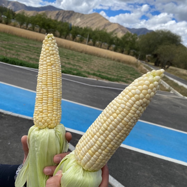 【曲水助农】曲水1斤  每只大约200-350g,约2-5个