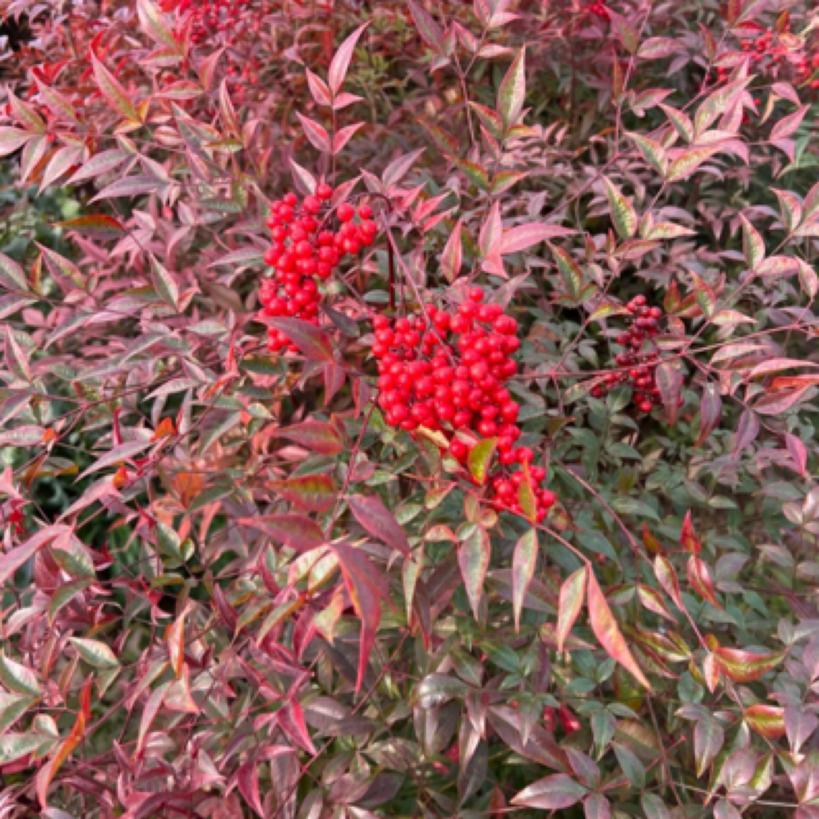 火焰南天竹盆栽四季观叶植物耐寒好养活绿植