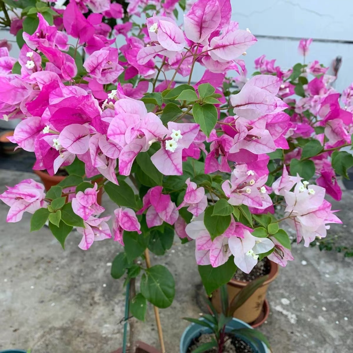 【漳红樱百变花蝴蝶】三角梅四季循环开花一物一拍