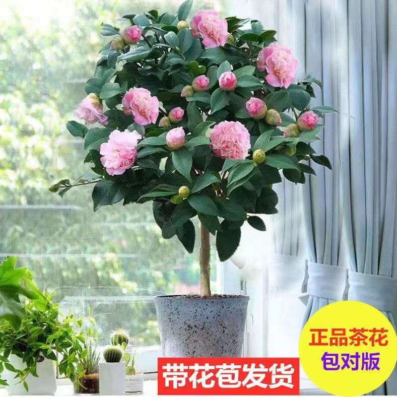 【香妃山茶花】重瓣大花浓香型室内外庭院阳台好养耐寒植物花卉盆栽