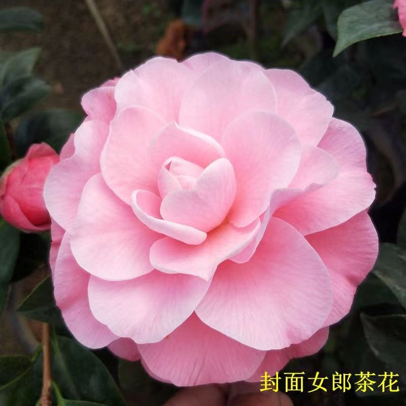 【美人艳】山茶花带花苞原盆原土室内室外阳台庭院绿植盆栽花卉植物