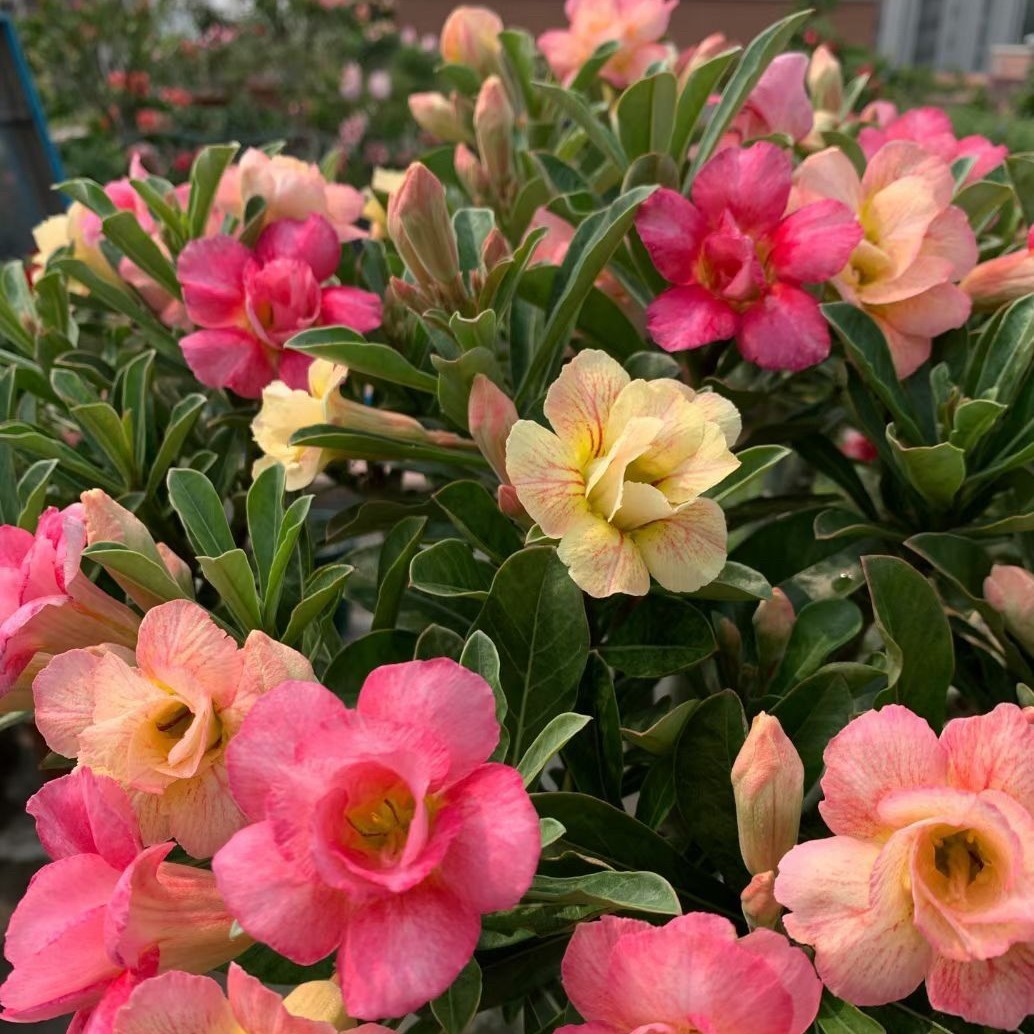 沙漠玫瑰基地直销嫁接重瓣花怪根绿植盆栽喜阳耐旱绿植盆栽老桩9