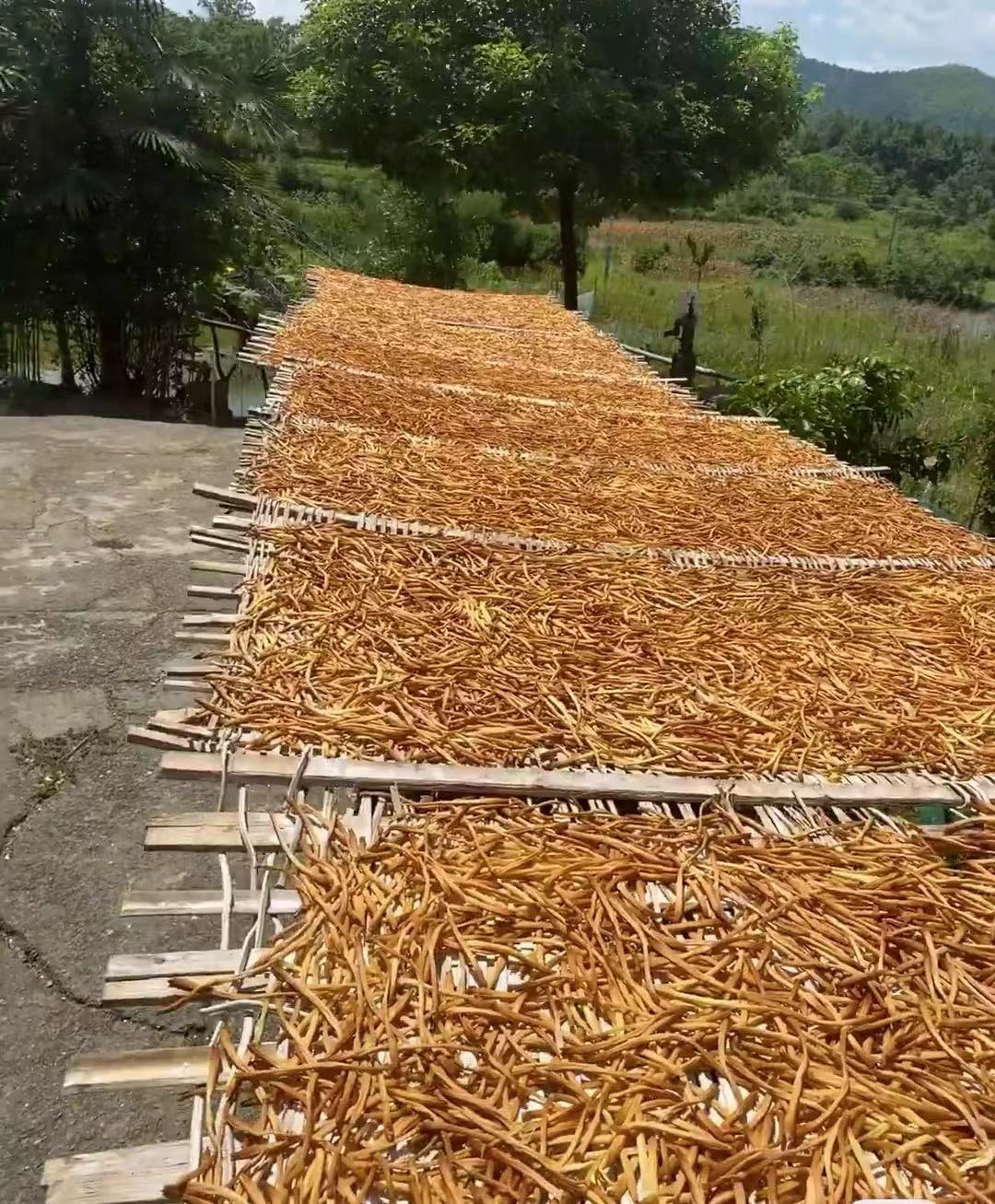 农家  高山   黄花菜