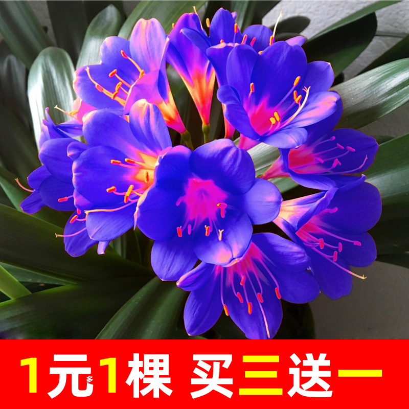 君子兰盆栽精品绿植办公室室内花卉圆头和尚大苗不带花当年开花.