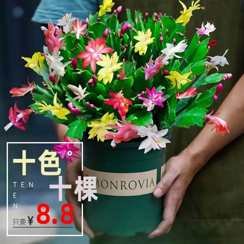 十棵8.8元蟹爪兰花卉盆栽室内绿植多色重瓣花苗带花苞抓莲四季开