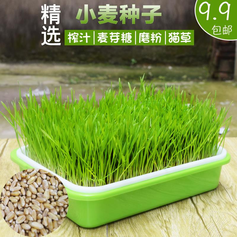 小麦种子猫草种子种孑种籽麦芽糖大麦黑麦芽苗菜种子育苗盘猫薄荷