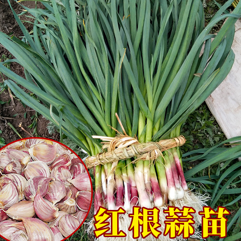 红根蒜苗大蒜种子种籽大蒜头蒜种蒜苗自种红皮孑子四季苗红蒜特大