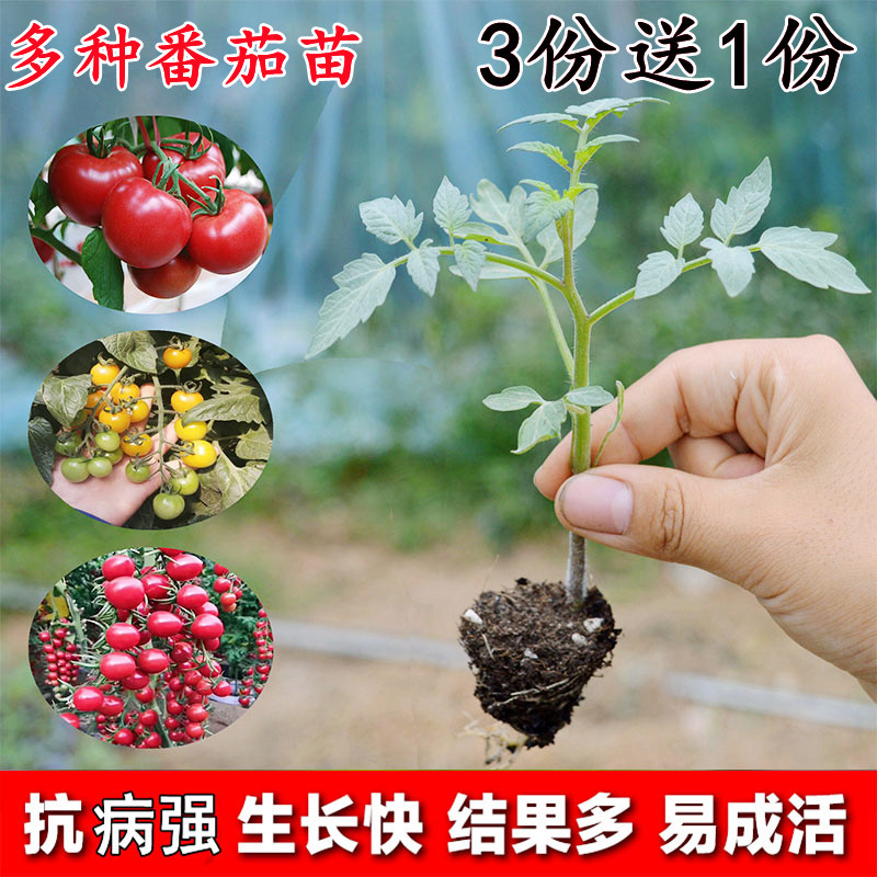菜苗辣椒苗秧苗蔬菜苗幼苗圣女果苗西红柿苗番茄苗盆栽蕃茄黄瓜苗