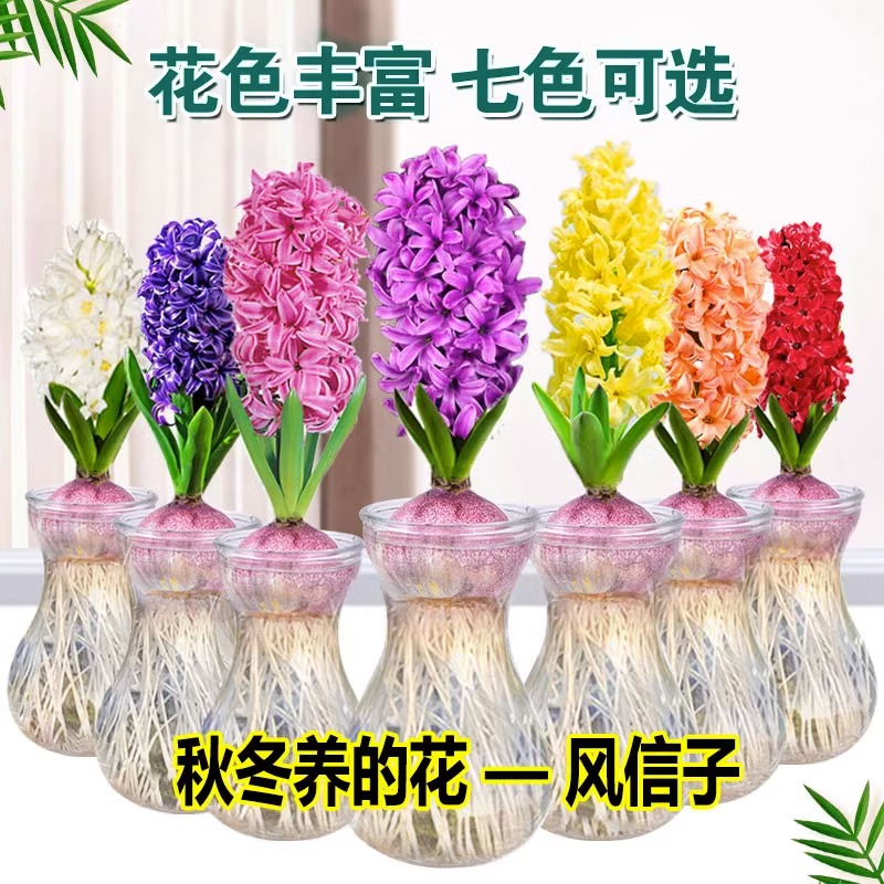风信子种球水培套装四季水养花卉植物土培盆栽苗郁金香种子洋水仙