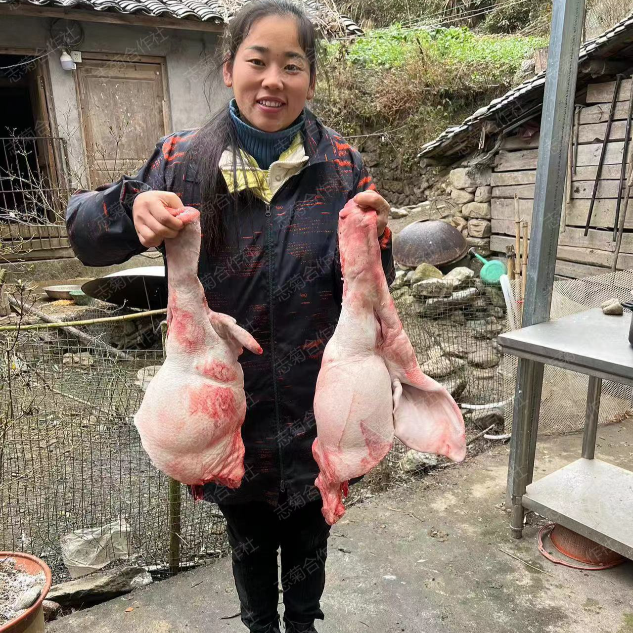 猪杂   志菊农场自繁自养原生黑毛猪种 /12.21日顺丰发货