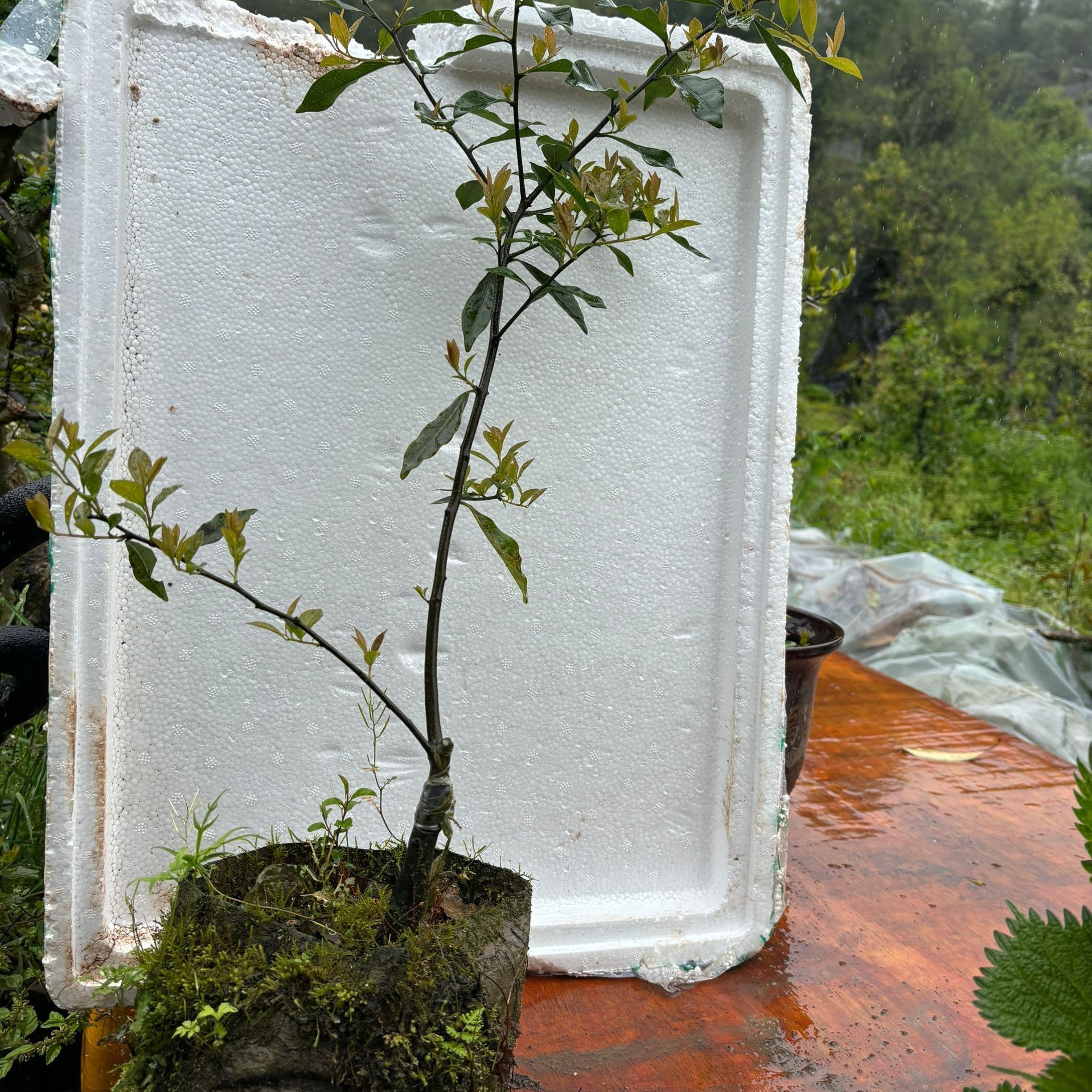金弹子盆景 花卉绿植发货盆景素材品种随机挂果盆栽阳台盆栽修剪