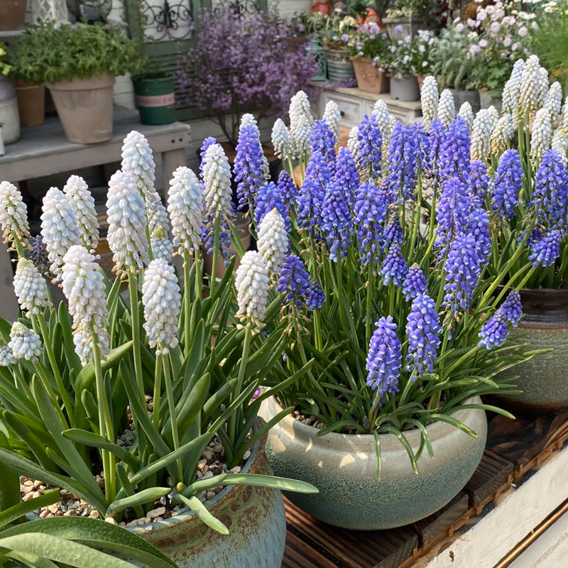 葡萄风信子盆栽球根植物蓝壶花属多年生阳台庭院新手好养
