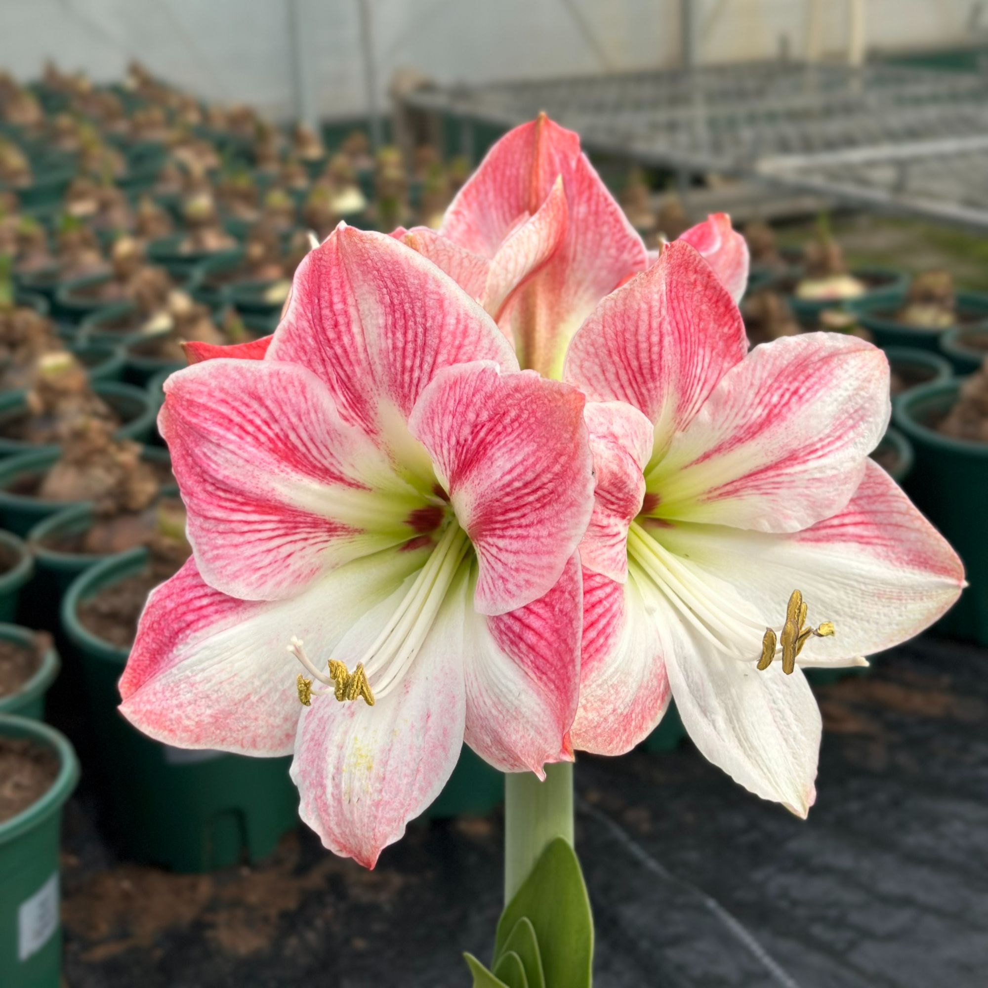 【木通】樱花盆栽 进口朱顶红秘鲁球适合室内阳台庭院植物