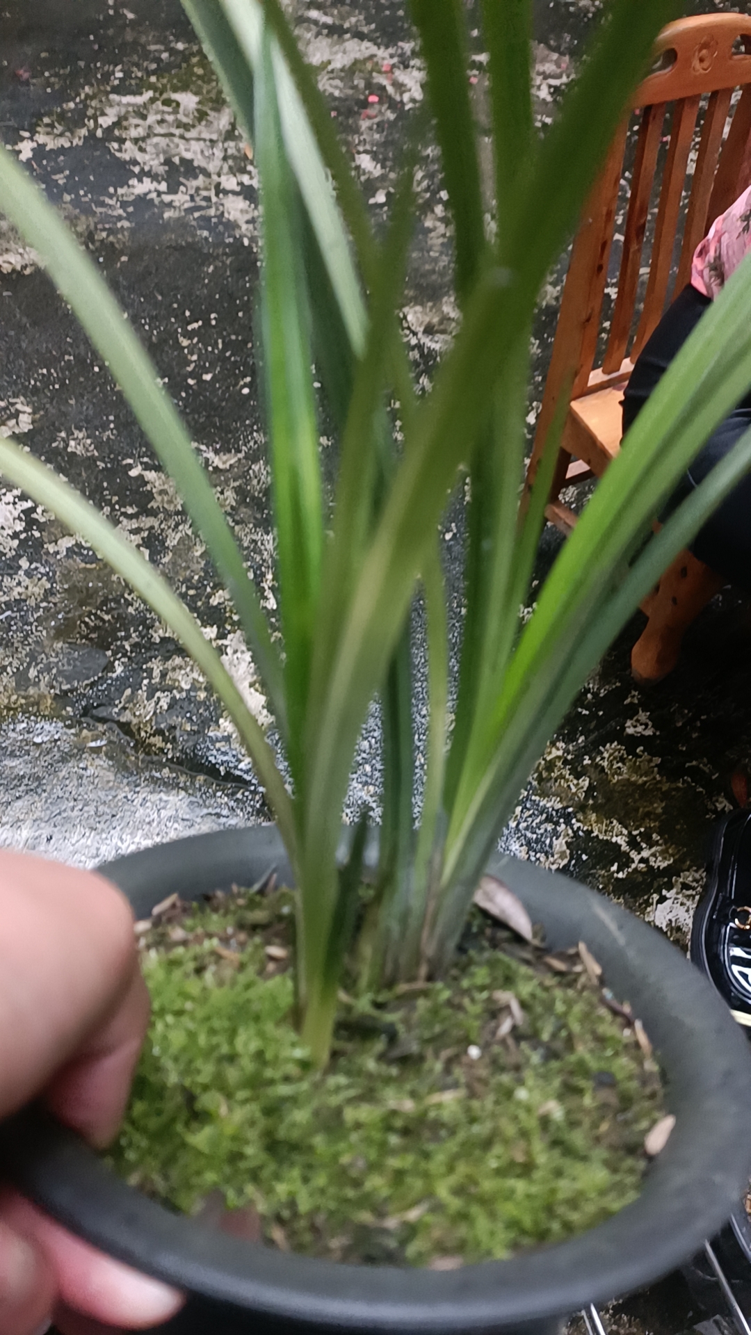 送春斑艺资源货一苗一芽带花苞
