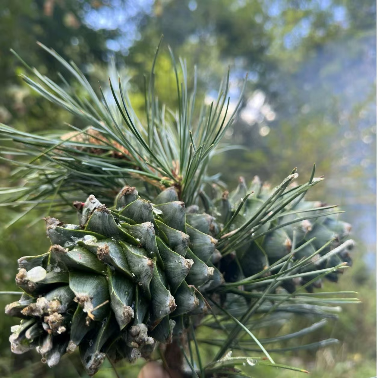 长白山野生松塔子 新货下山原产地直发