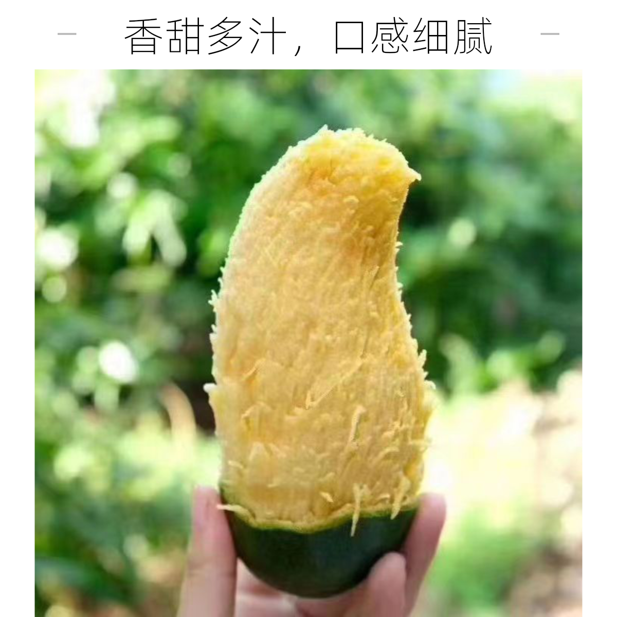 (桂七中果）广西田东桂七香芒农户自家果园批发香甜可口包邮优