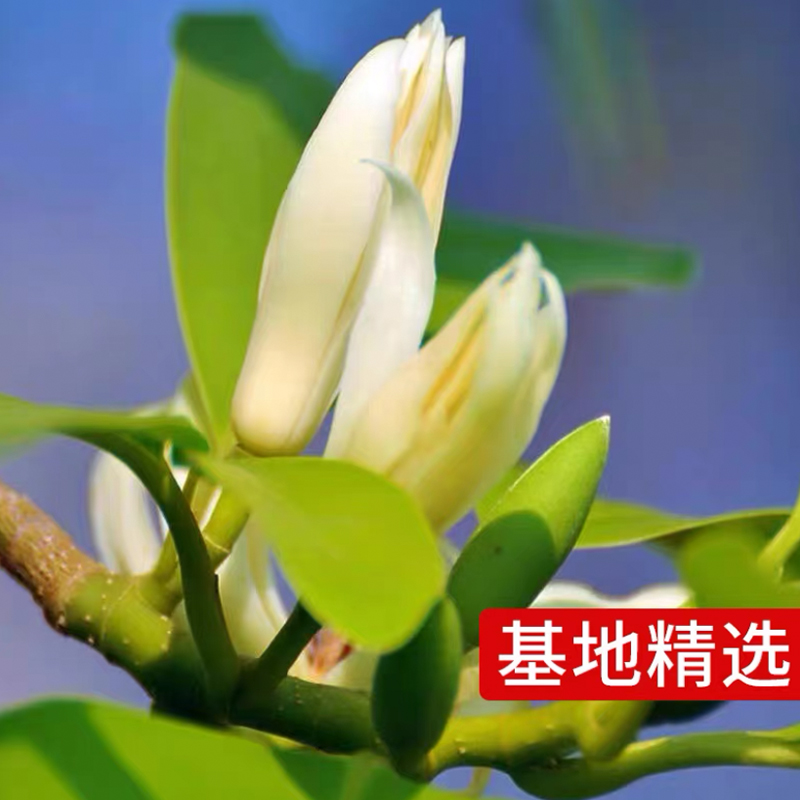 白兰花盆栽老桩黄角兰带花苞室内庭院浓香型四季开花卉