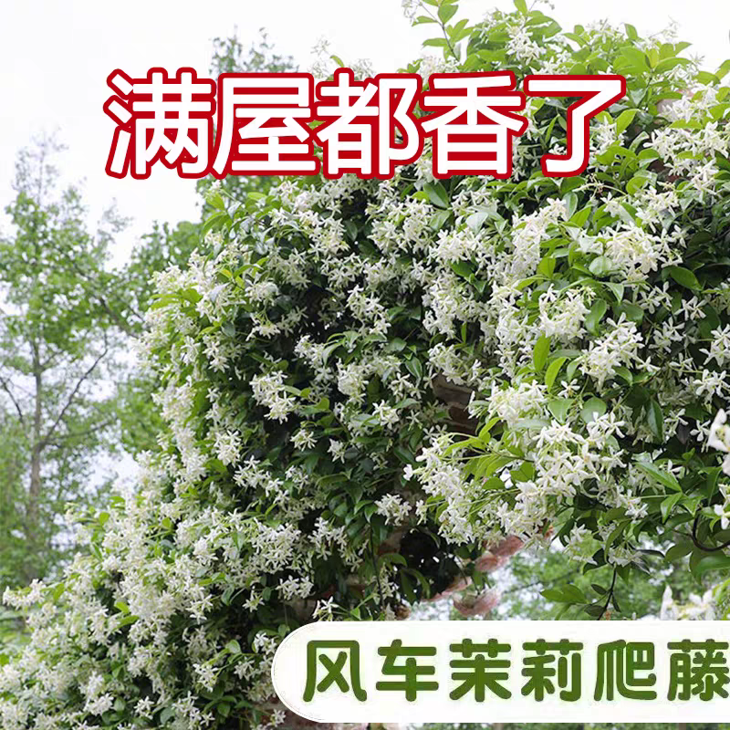 风车茉莉盆栽大苗垂丝爬藤蔓花卉耐寒阳台庭院绿植物四季开花室内