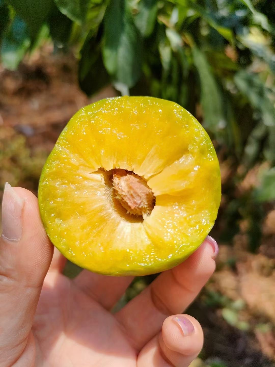 【空心李子】湖北秭归高潮青脆空心脱骨李5斤