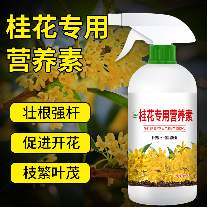 【直接喷免稀释】桂花树专用营养素微生物叶面肥料促开花营养液