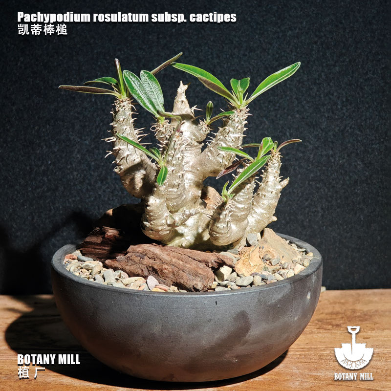 BOTANY MILL植厂 露天控养褪刺多头凯蒂棒槌 黄花 可挑选 含盆
