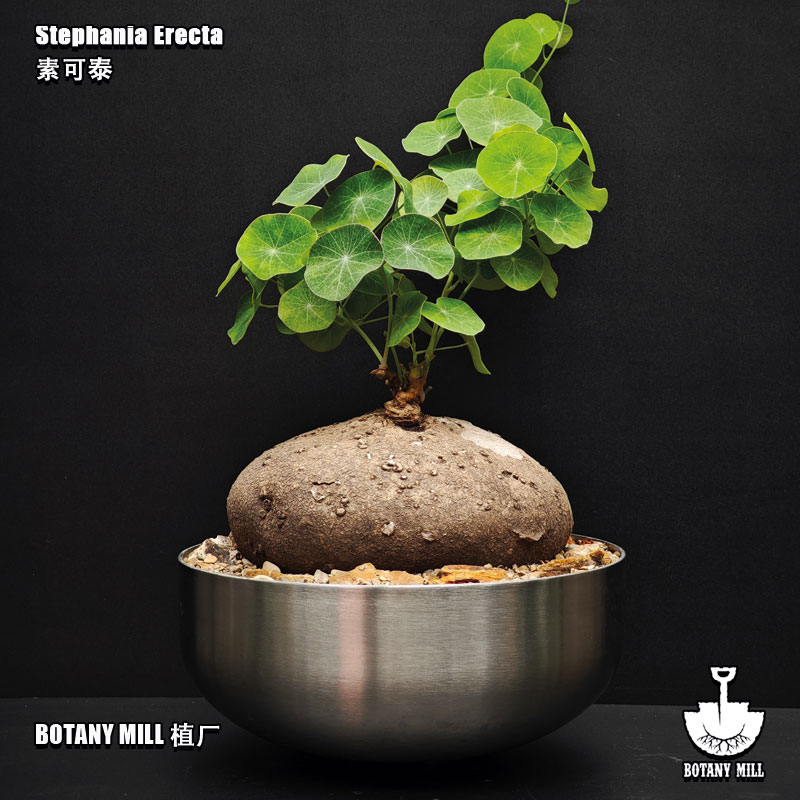 BOTANY MILL植厂 泰国母本素可泰 圆球 铜钱叶 室内耐阴 不锈钢盆