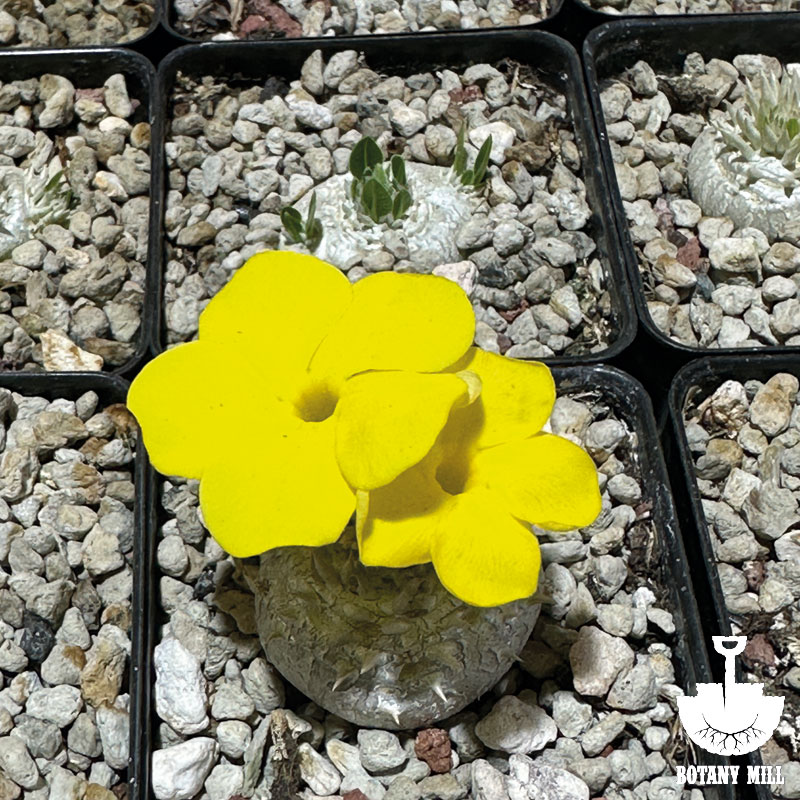 BOTANY MILL植厂 小黄花惠比大黑 同规格随机发货 含盆 