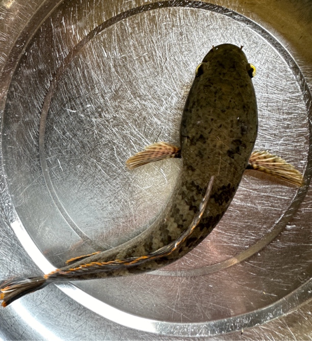 云南野外彩色雷龙