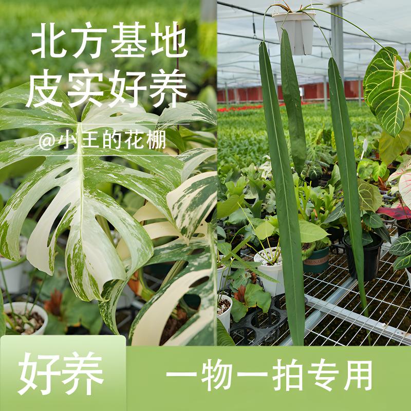 【小王的花房】200以内直播专用一物一拍花烛锦化 植物 热植耐实好
