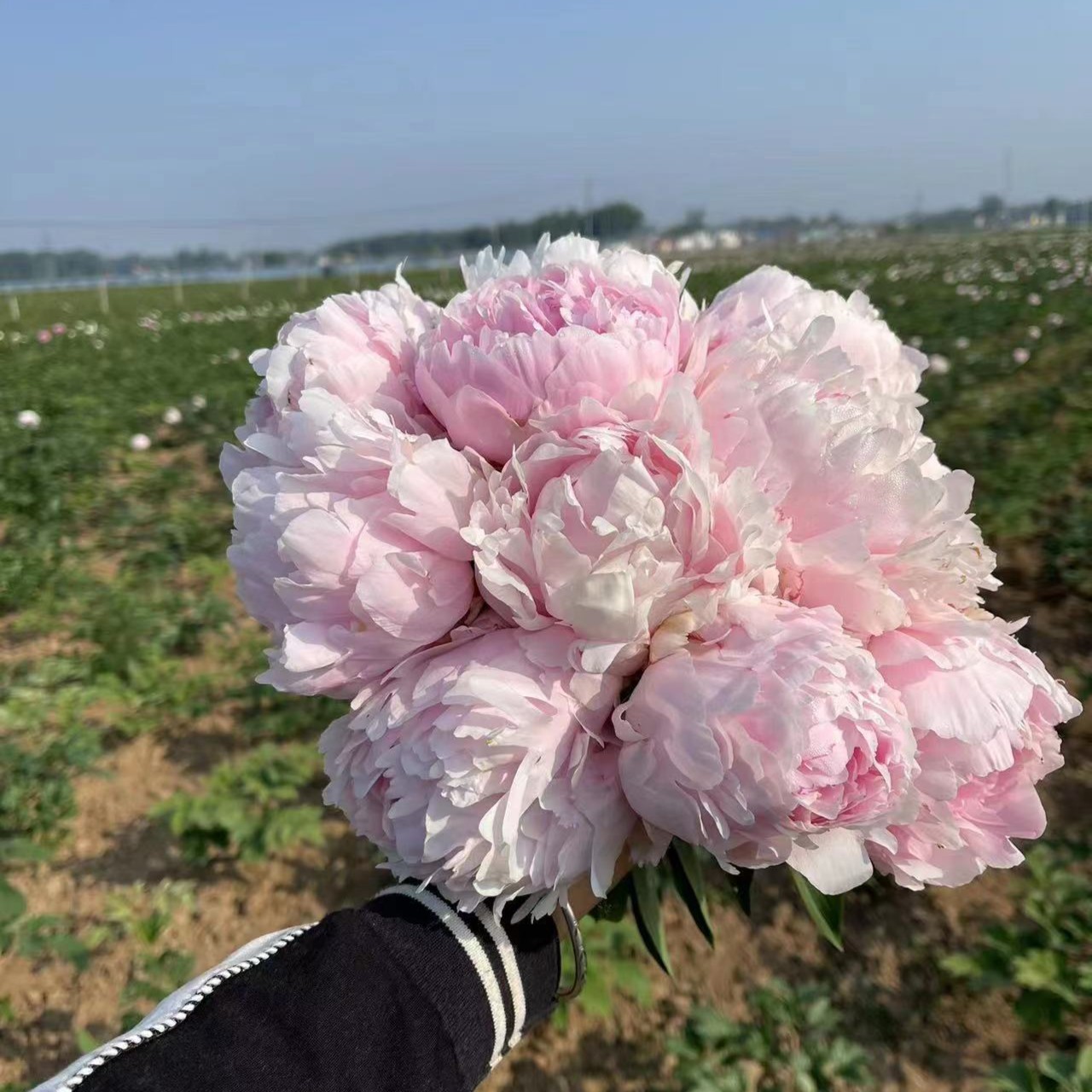 荷兰进口芍药枕边细语