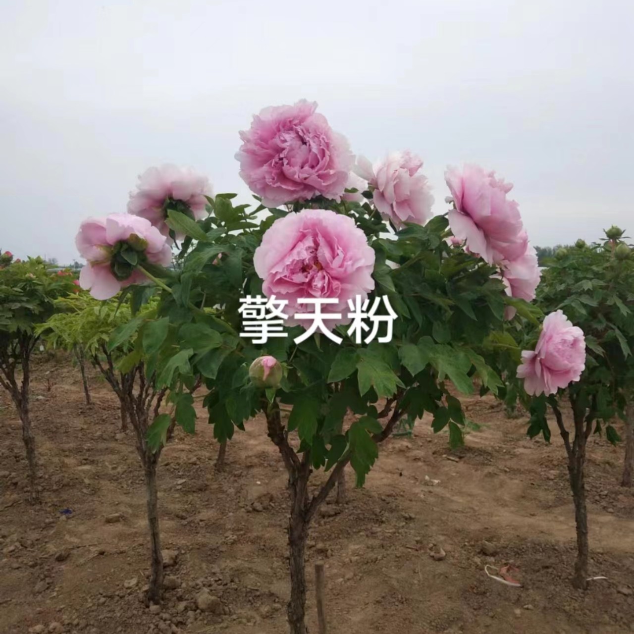 正宗菏泽粉色系千层大花擎天粉独杆耐寒耐旱庭院栽种