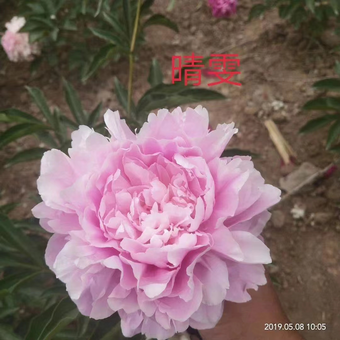 国产芍药粉色系晴雯