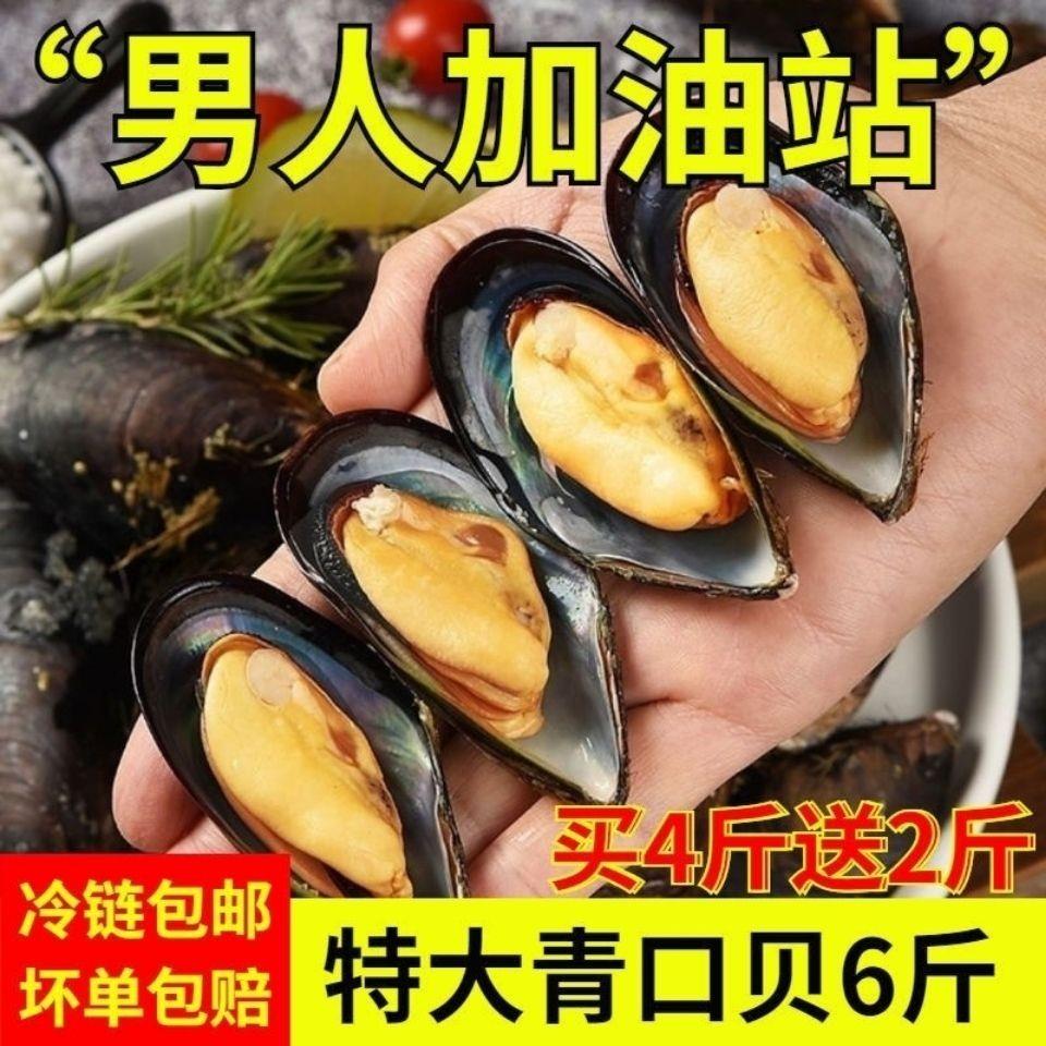 大青口贝鲜活野生青口贝无沙大海虹贻贝当季鲜活淡菜贝类海产品