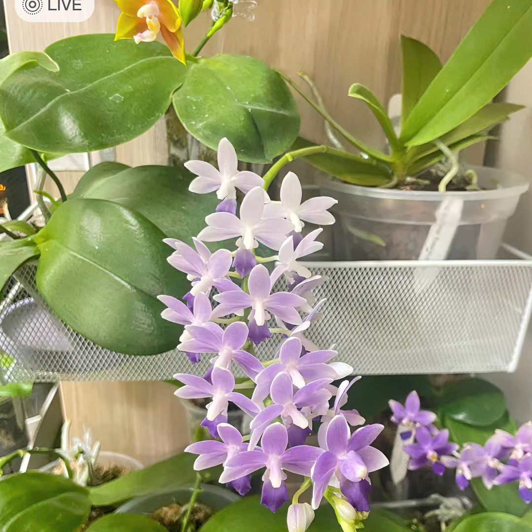 蝴蝶兰蓝星正宗洋兰室内摆件装饰鲜花盆栽高档送礼美新手养护