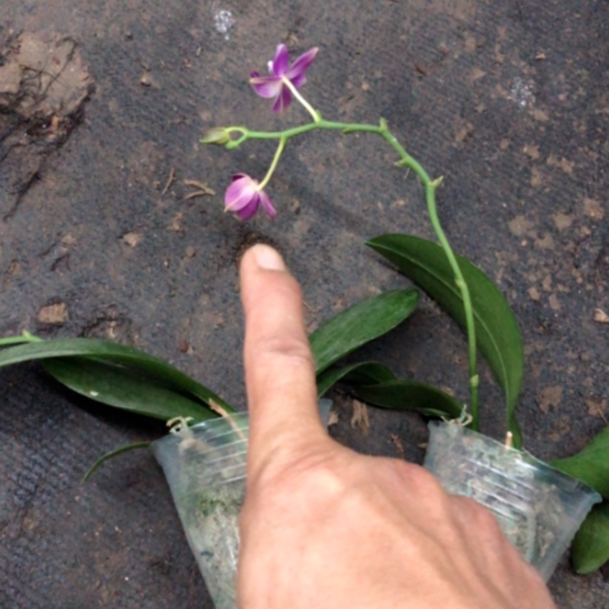 【闪购商品】蝴蝶兰红马丁2.8微瑕