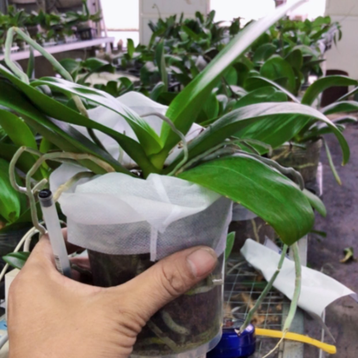 【闪购商品】蝴蝶兰黑珍珠3.5带剑