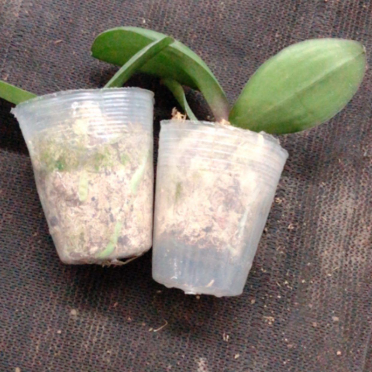 【闪购商品】蝴蝶兰妖精2.8