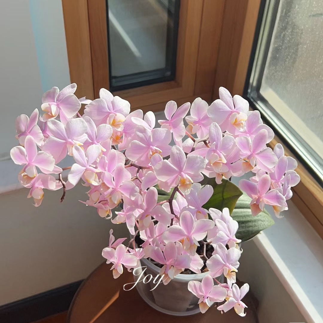 蝴蝶兰槟榔西施室内鲜花绿植