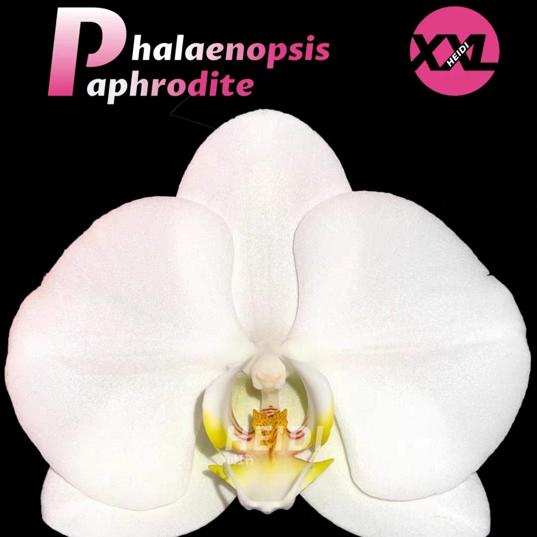 蝴蝶兰绿植v3室内阳台客厅摆件装饰鲜花盆栽高档送礼稀缺正宗
