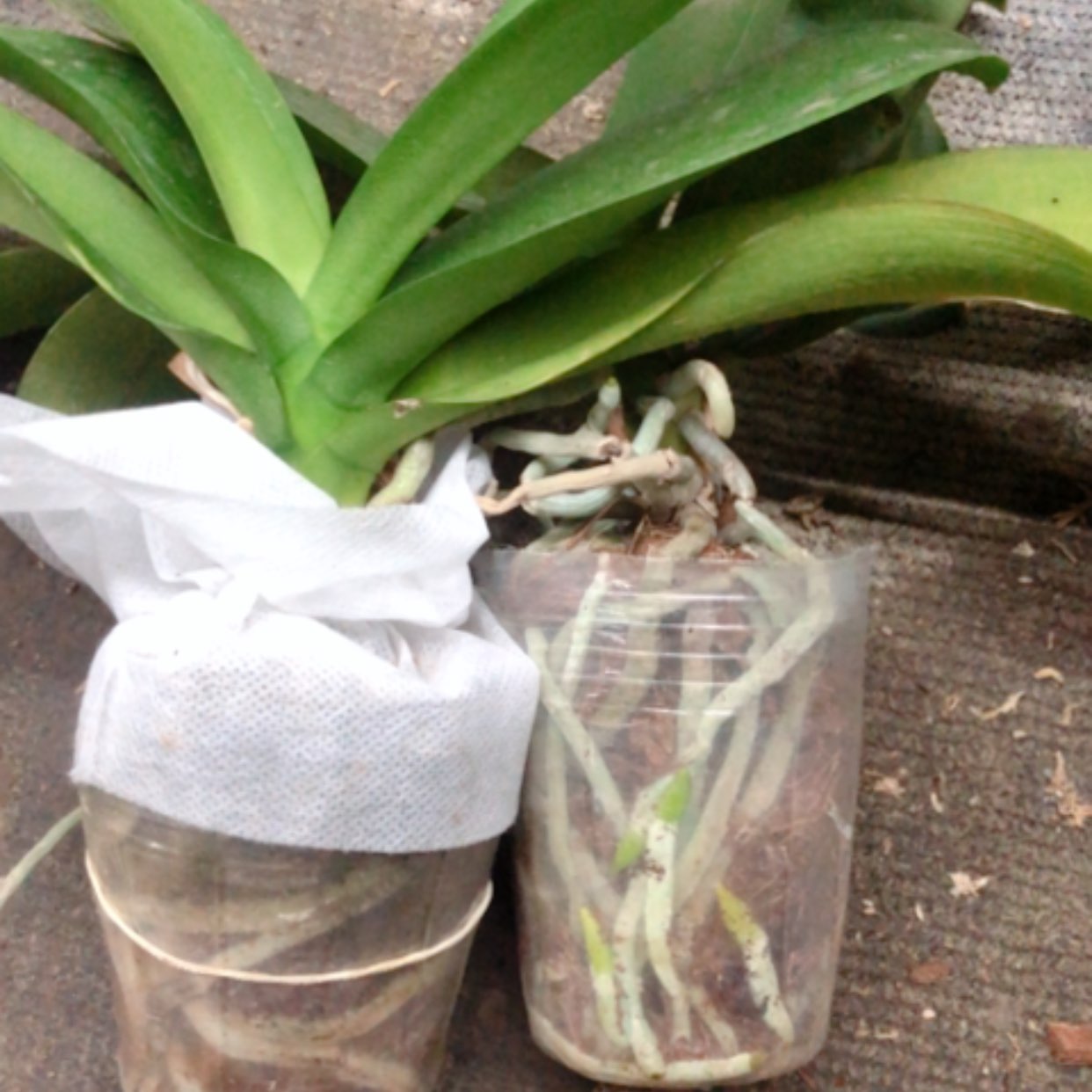 【闪购商品】蝴蝶兰林茨➕阿雷左➕送拉巴斯