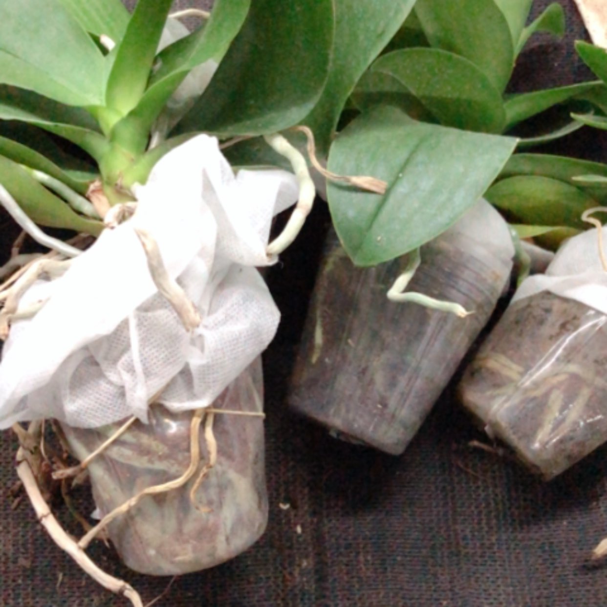 【闪购商品】0****9蝴蝶兰盲盒4颗